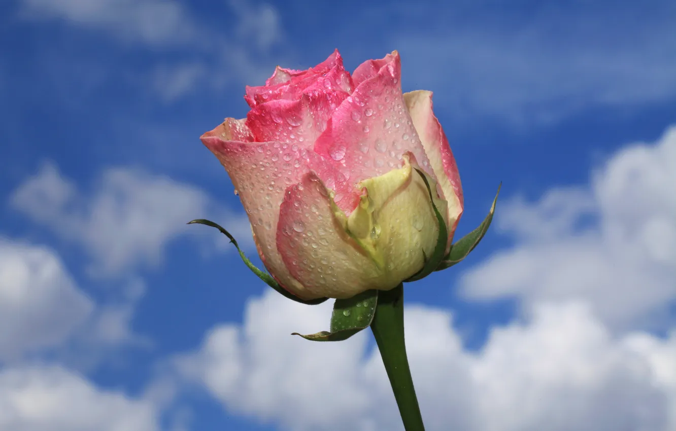 Photo wallpaper the sky, water, clouds, drops, Rosa, roses, petals, stem