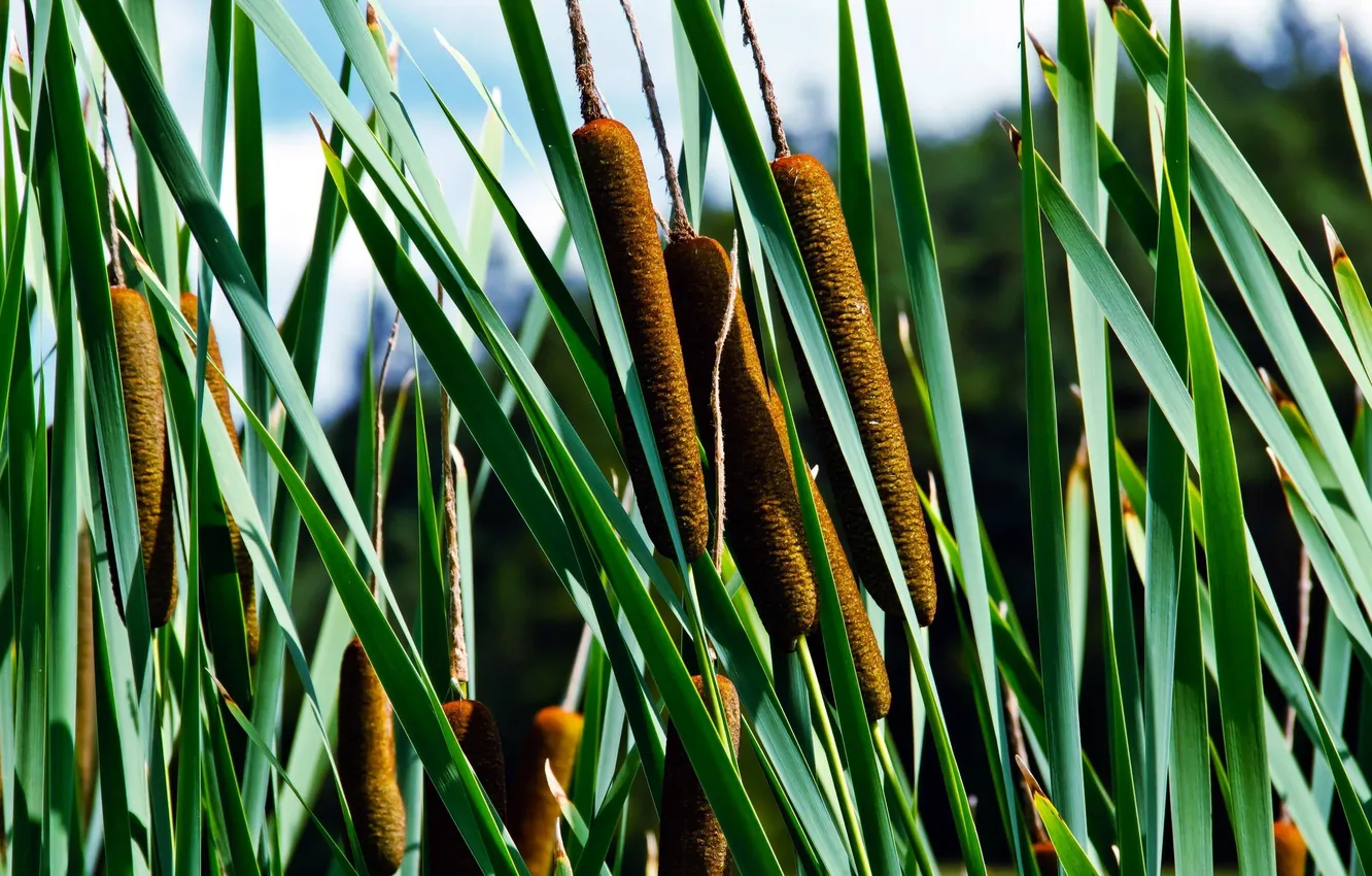 Photo wallpaper greens, nature, green, plant, reed, grass, nature