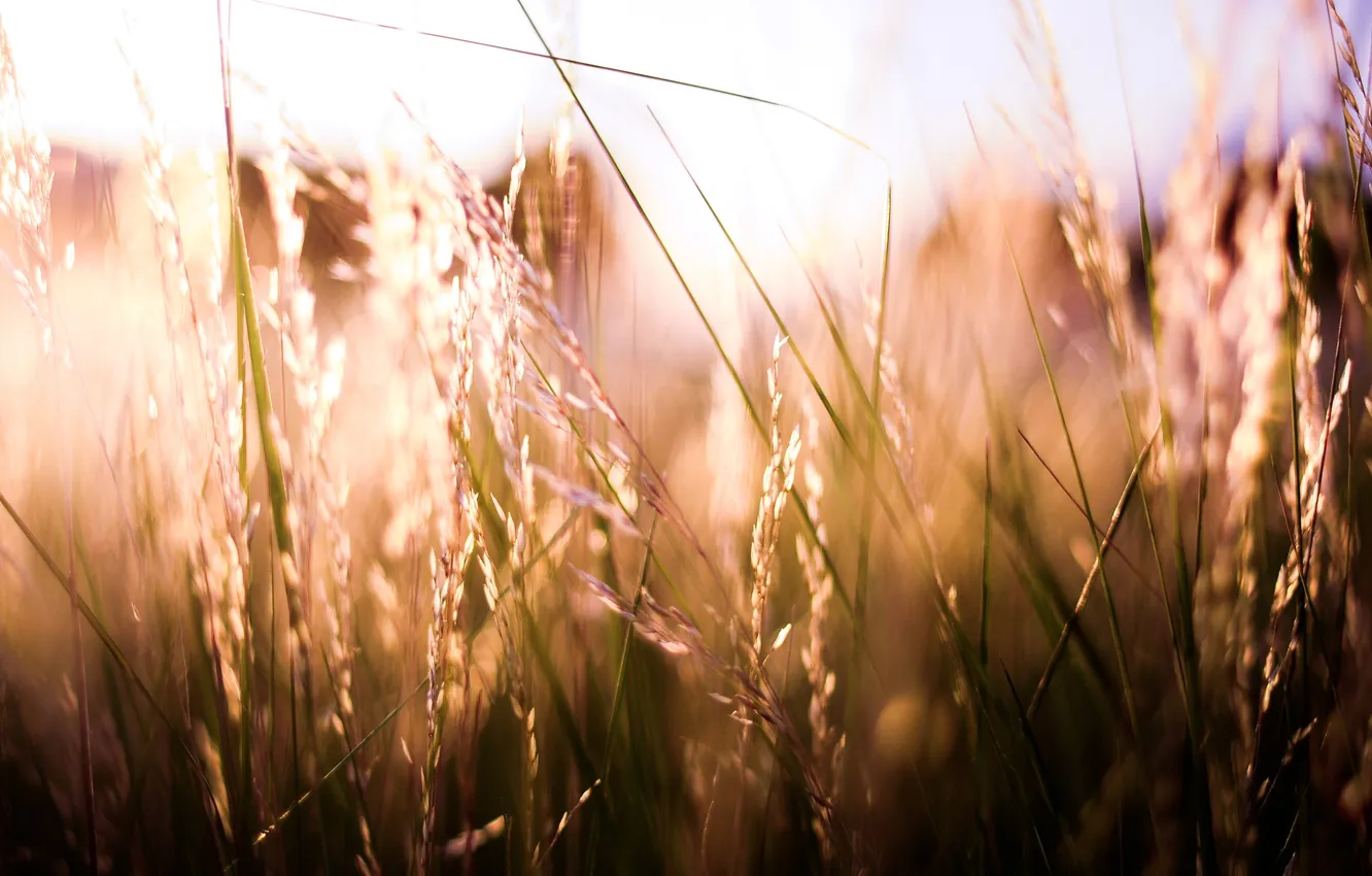 Photo wallpaper grass, the sun, macro, light, nature, Wallpaper, plant, spikelets