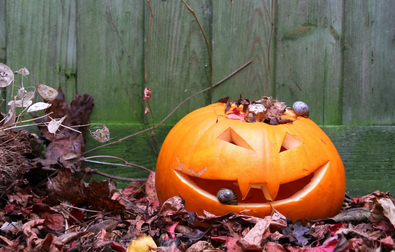 Photo wallpaper leaves, the fence, pumpkin