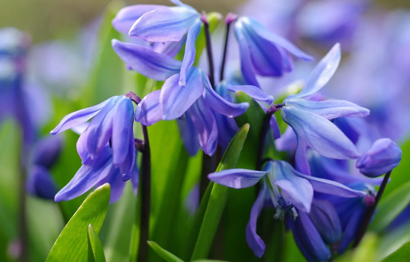 Photo wallpaper macro, spring, primrose