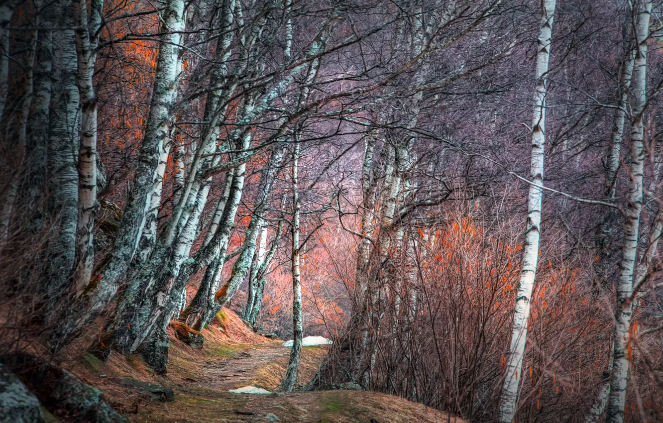 Photo wallpaper road, forest, birch