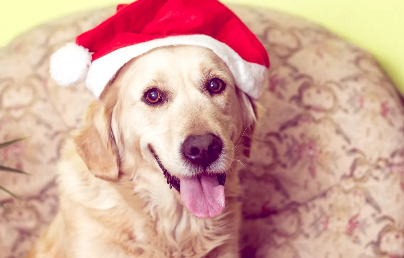 Photo wallpaper dog, New Year, Christmas, Labrador, Christmas, dog, Merry Christmas, Xmas