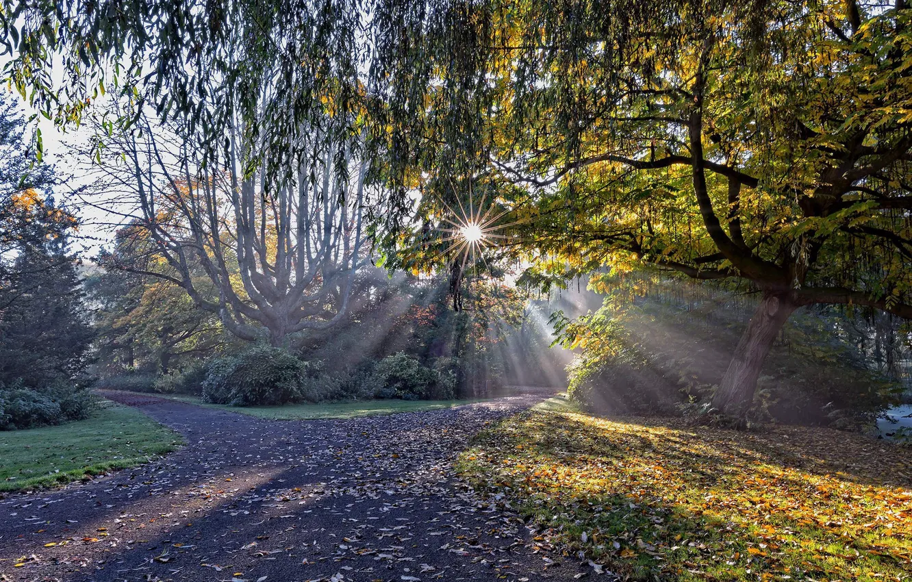 Photo wallpaper forest, trees, track, the rays of the sun, Holland