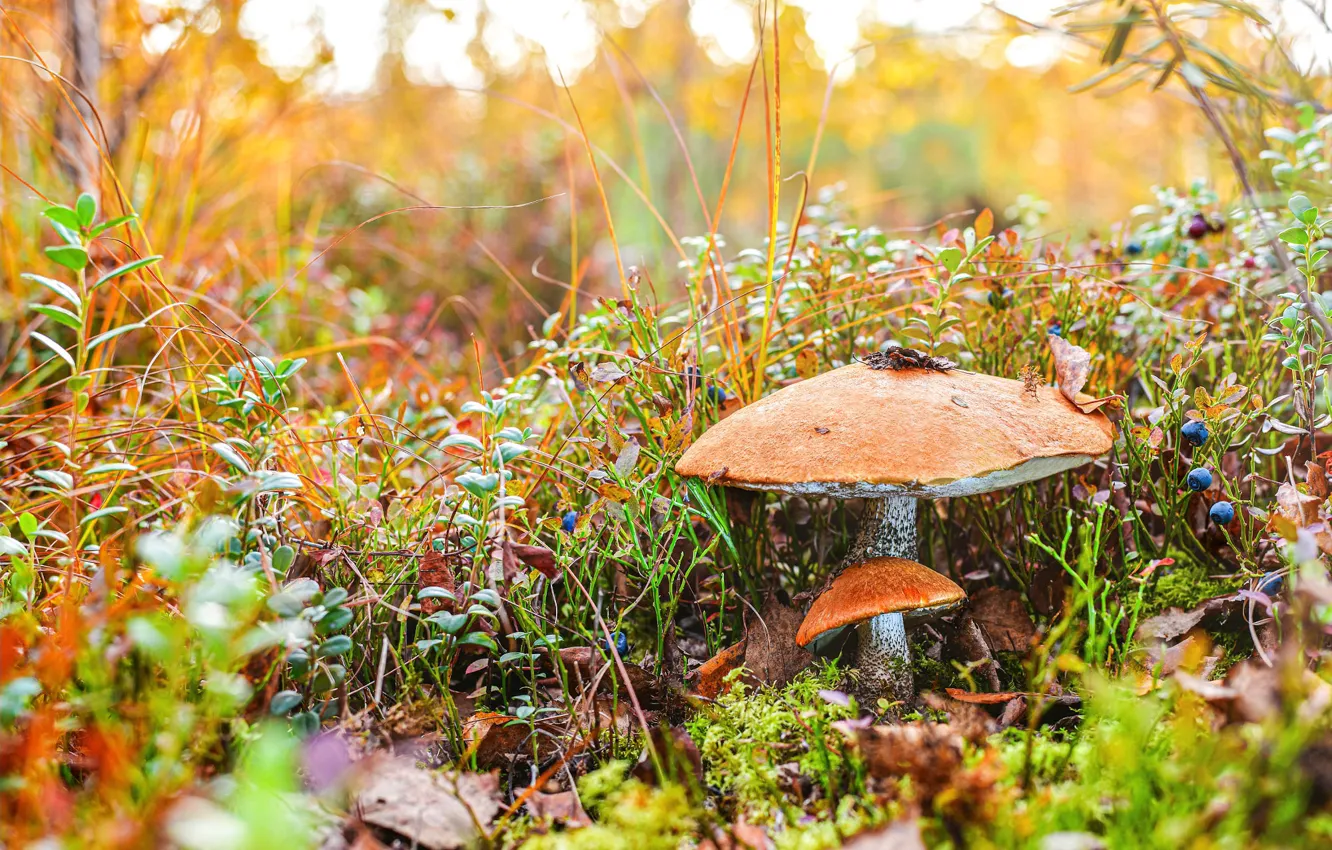 Photo wallpaper autumn, grass, nature, berries, thickets, glade, mushrooms, blueberries