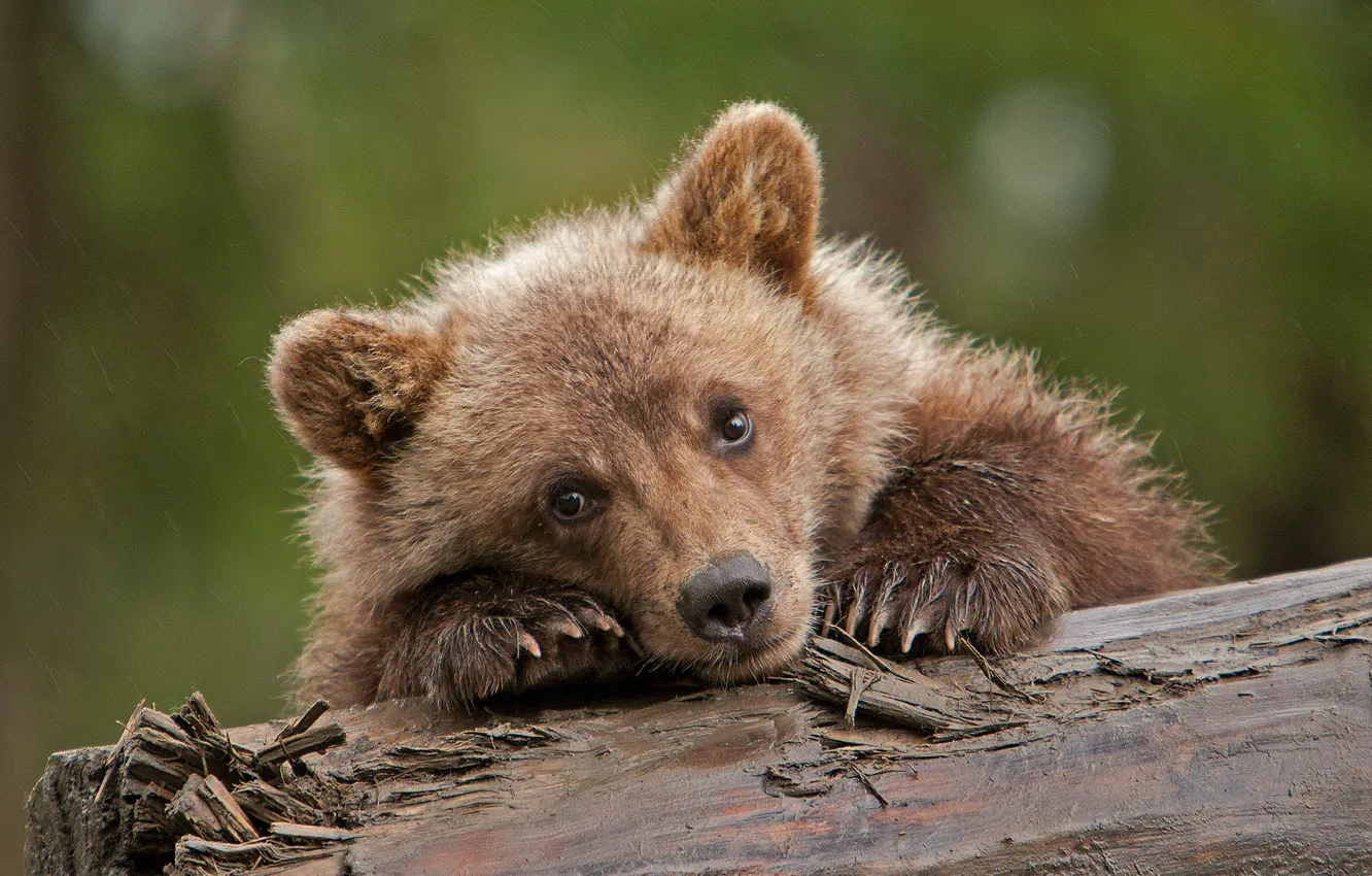 Photo wallpaper look, bear, log, cub, face, grizzly