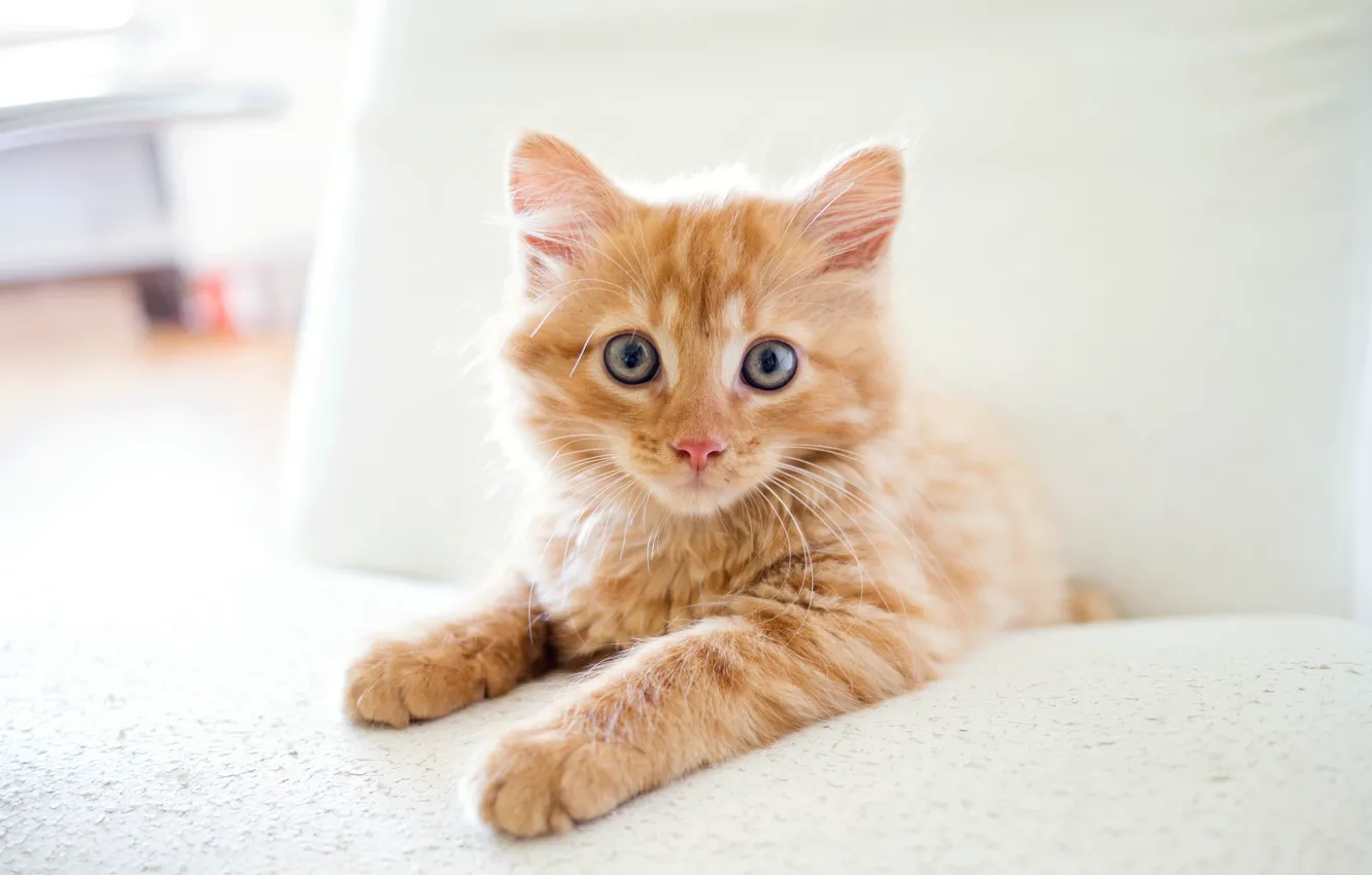 Photo wallpaper cat, look, kitty, sofa, legs, red, lies, face