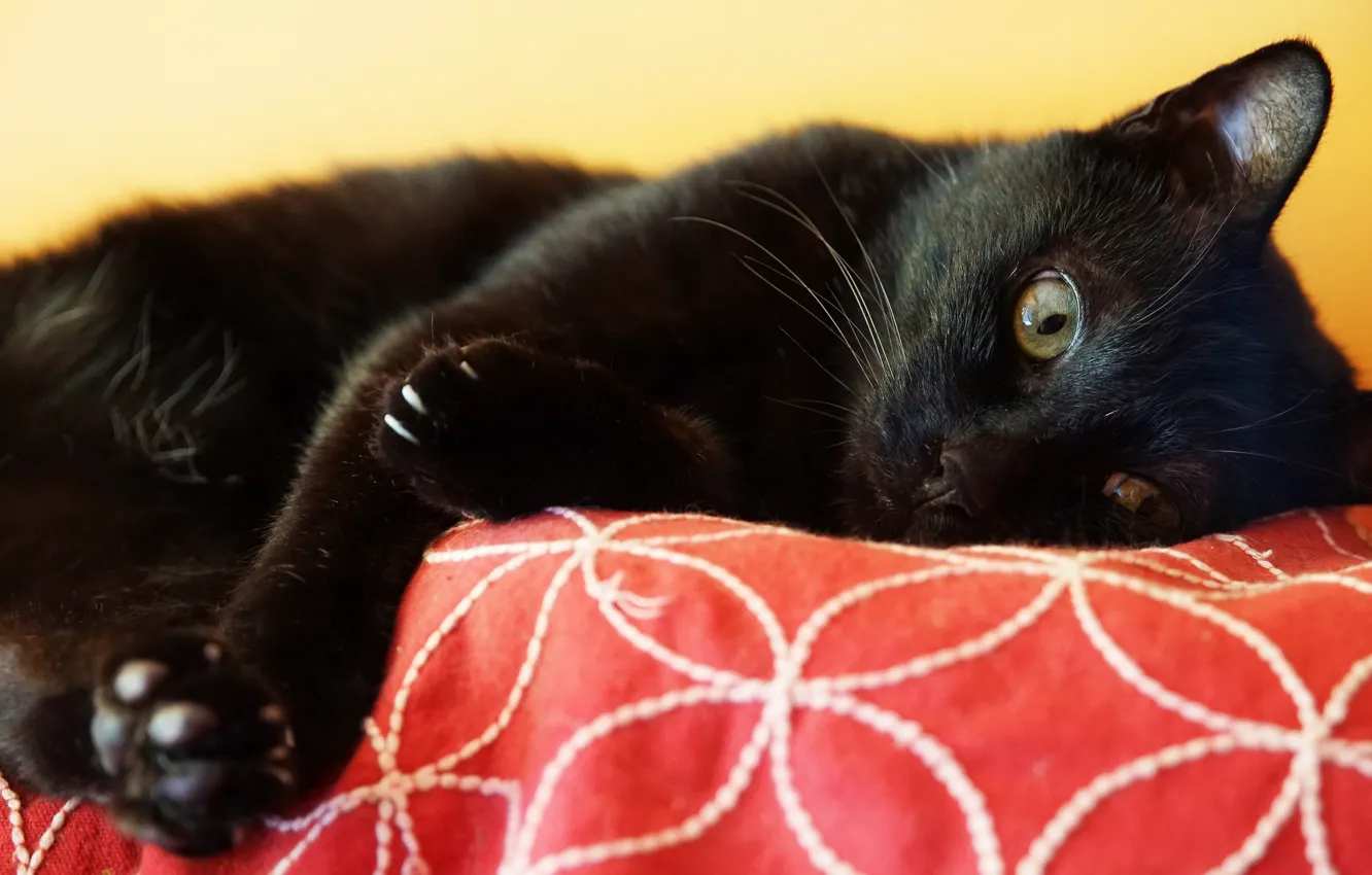 Photo wallpaper cat, cat, look, face, black, paws, lies