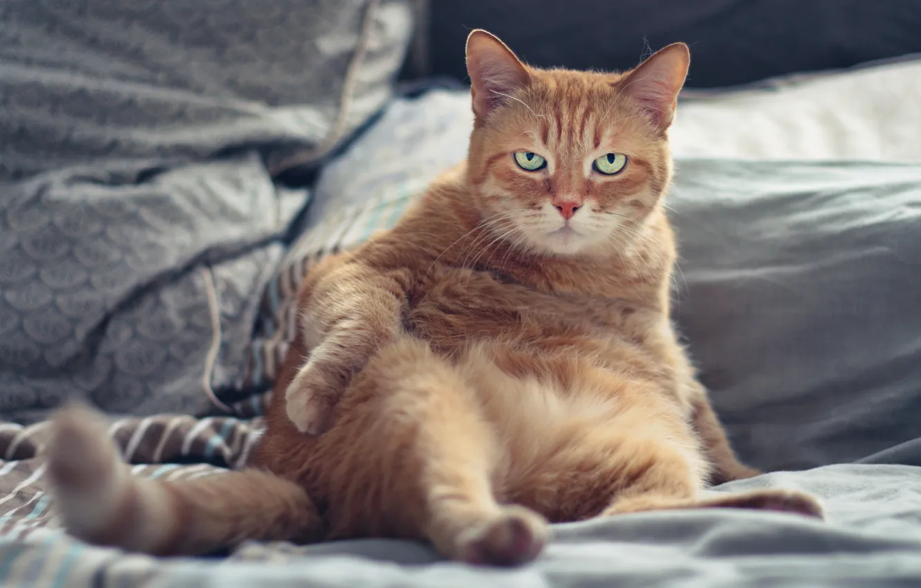 Photo wallpaper cat, cat, look, face, pose, background, linen, bed