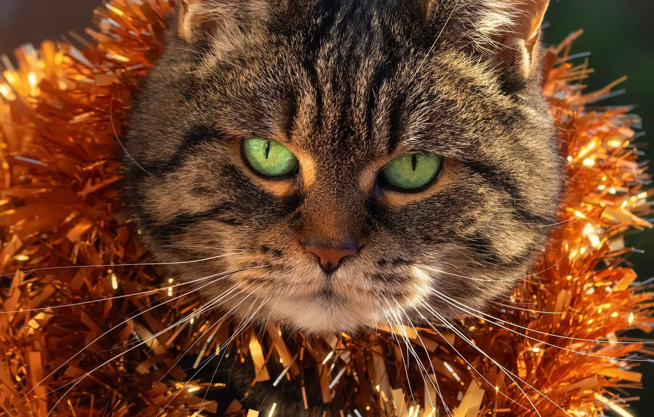 Photo wallpaper cat, face, new year, tinsel
