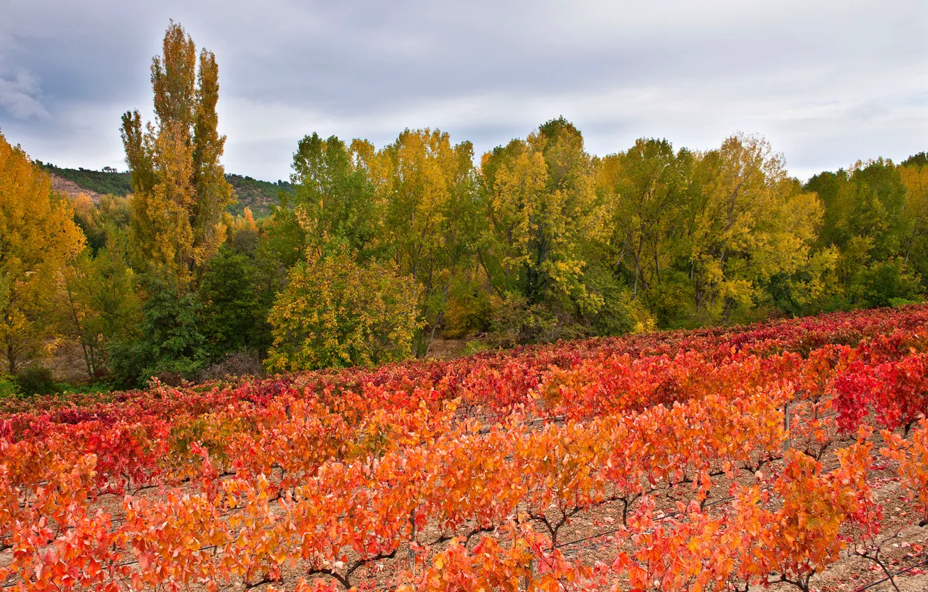Photo wallpaper field, autumn, the sky, leaves, clouds, trees, hills, vineyard