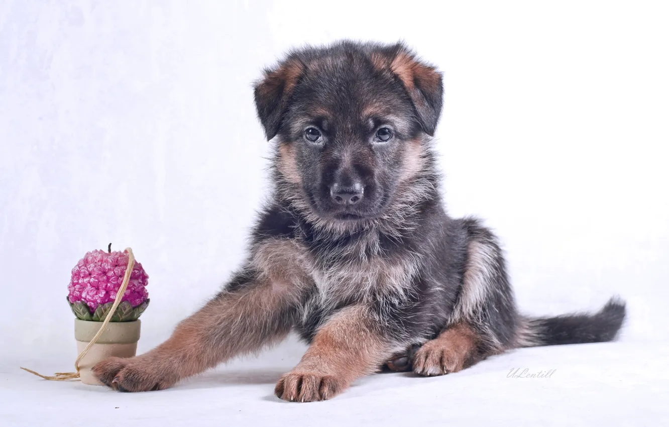 Photo wallpaper candle, puppy, breed, German shepherd