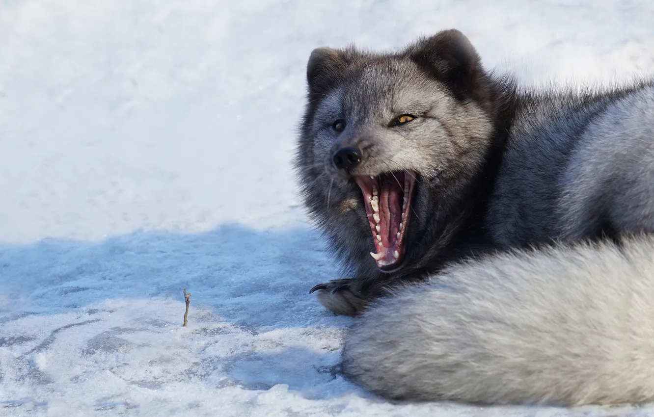 Photo wallpaper winter, snow, grey, mouth, lies, yawns, Fox