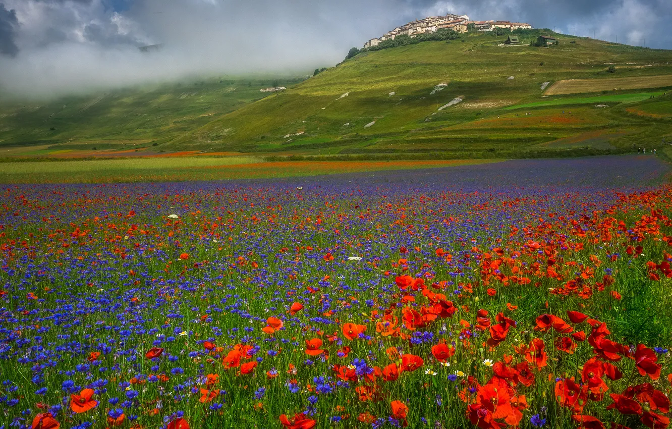 Photo wallpaper field, summer, the sky, flowers, nature, view, Maki, dal