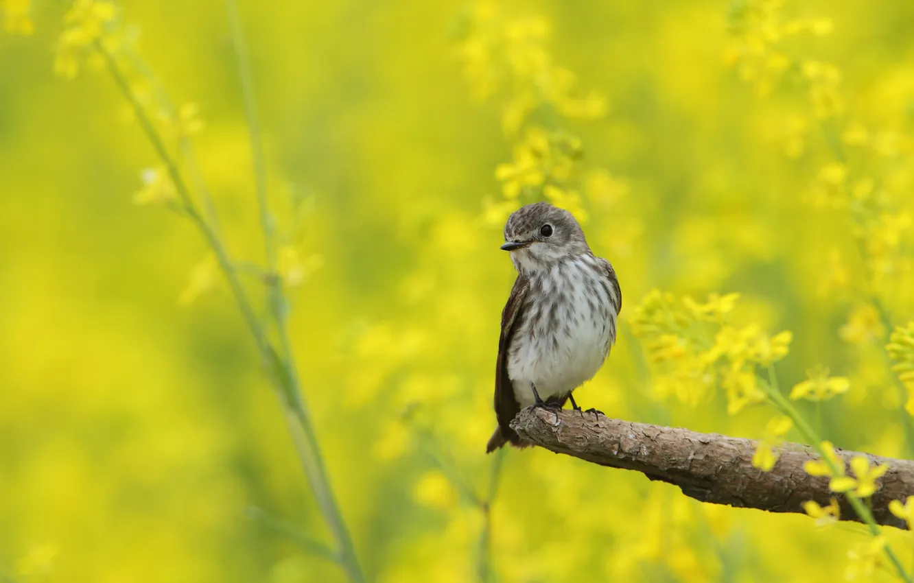 Photo wallpaper flowers, yellow, grey, bird, spring, bitches, bokeh, rape