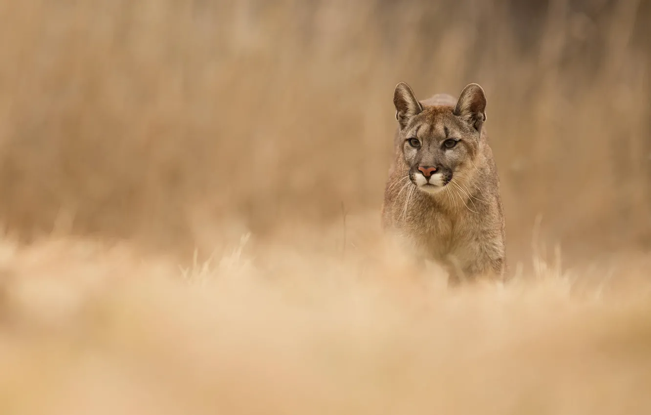 Photo wallpaper grass, nature, animal, predator, Puma