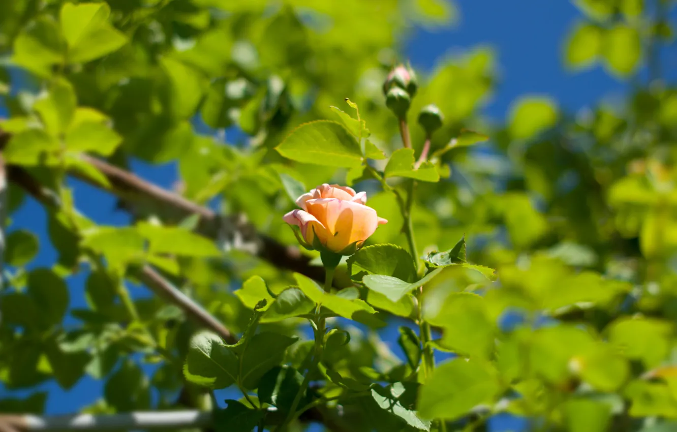 Photo wallpaper greens, flowers, nature, roses, caity, wild rose