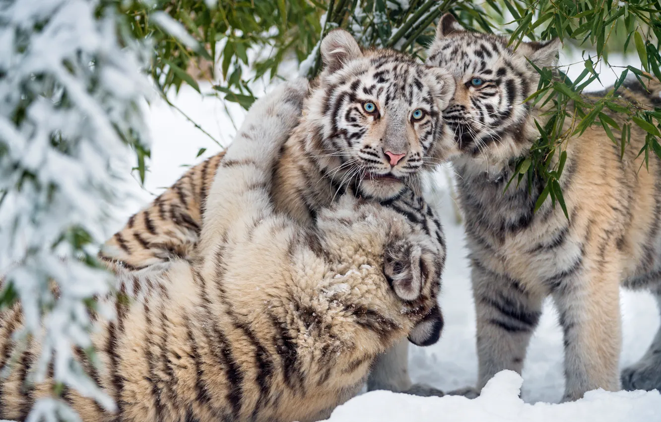Photo wallpaper winter, white, look, leaves, snow, nature, tiger, pose