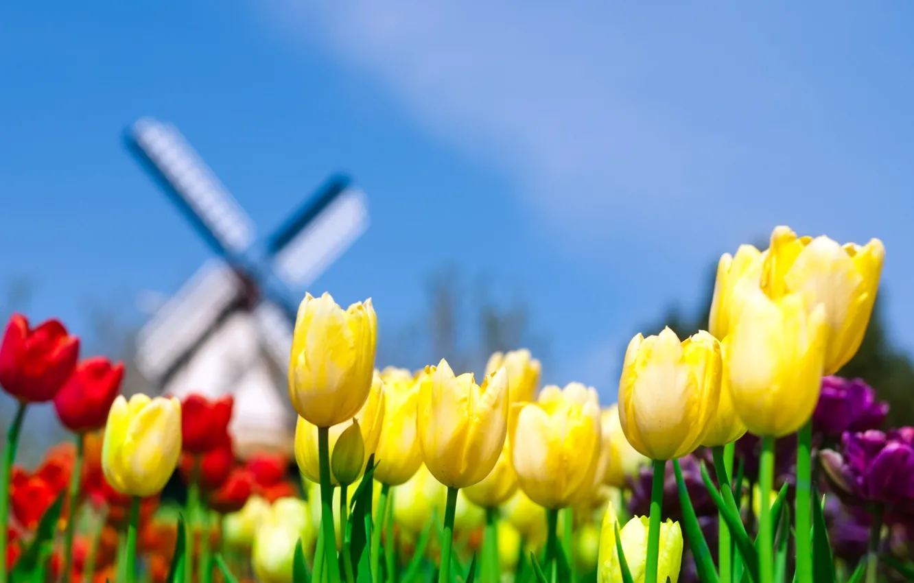 Photo wallpaper the sky, yellow, mill, tulips