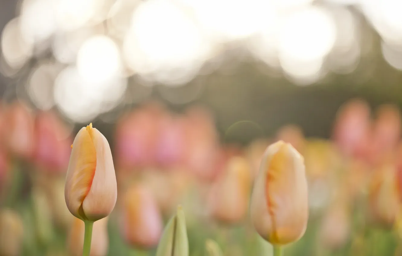 Photo wallpaper nature, background, tulips