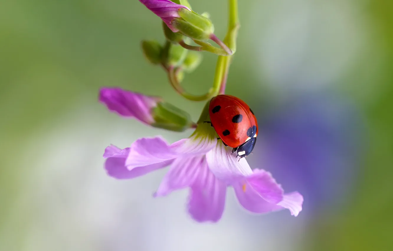 Photo wallpaper macro, flowers, background, ladybug, beetle, insect