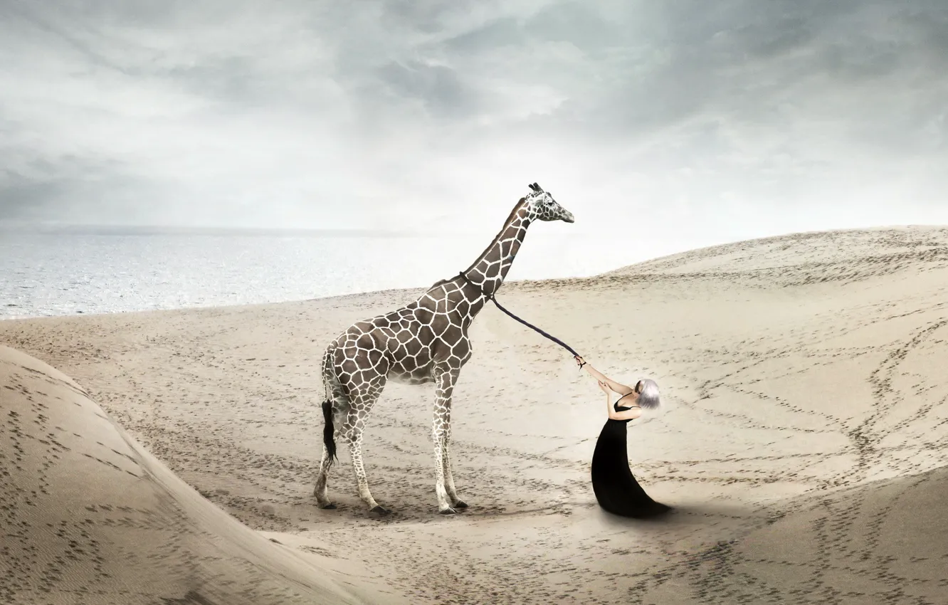 Photo wallpaper girl, the situation, giraffe