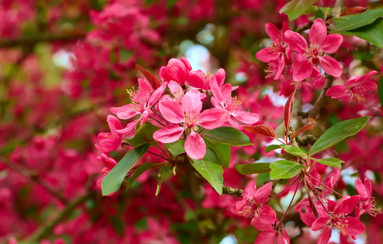 Photo wallpaper flower, spring, blooming