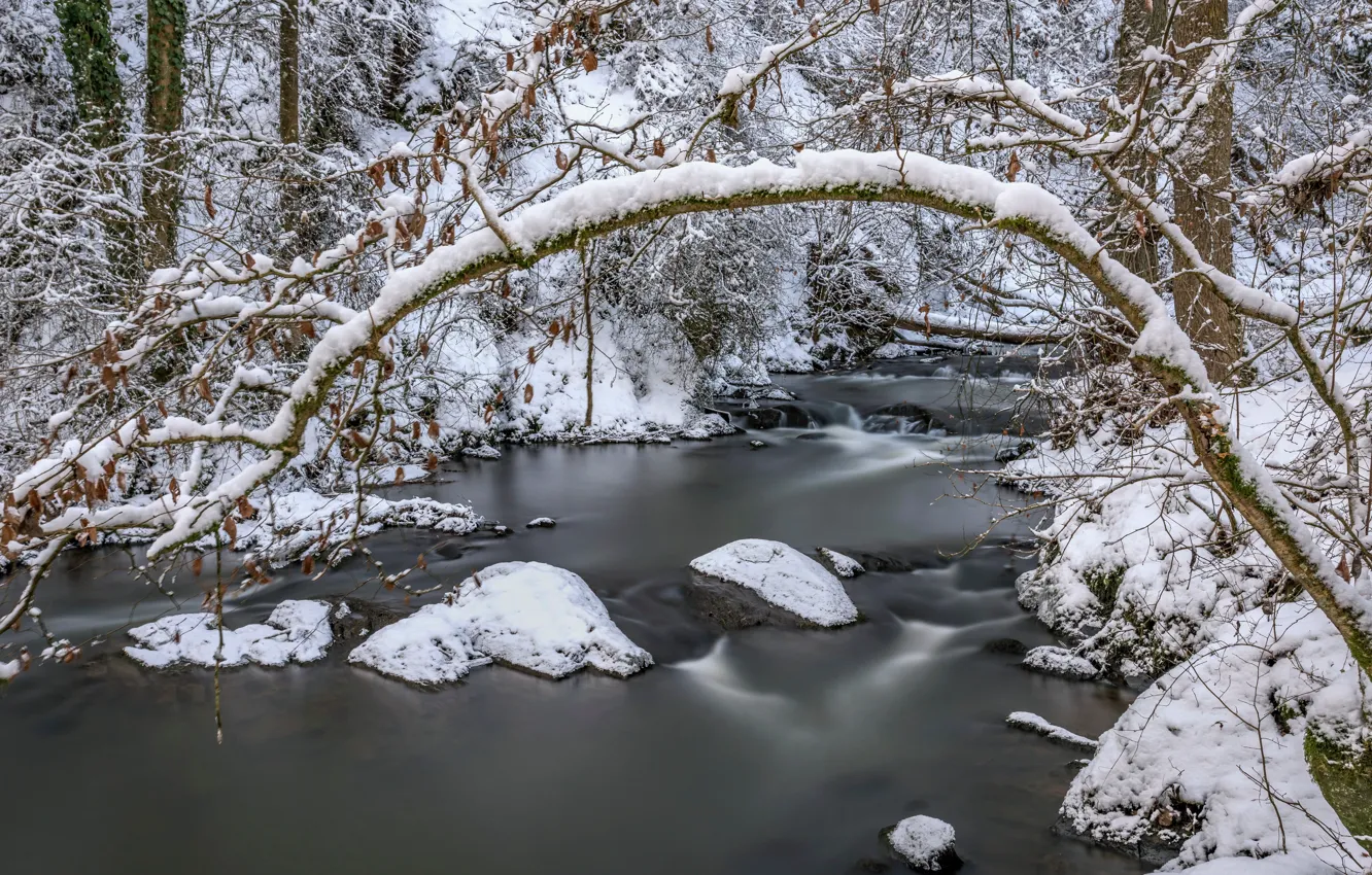 Photo wallpaper forest, snow, Germany, river, Rhineland-Palatinate