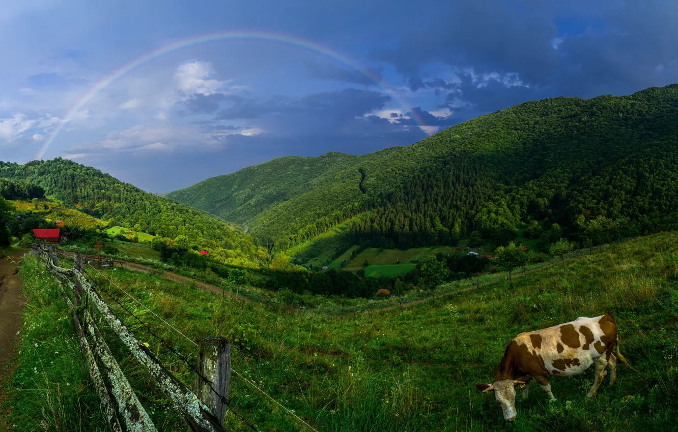 Photo wallpaper road, greens, field, forest, summer, the sky, grass, clouds