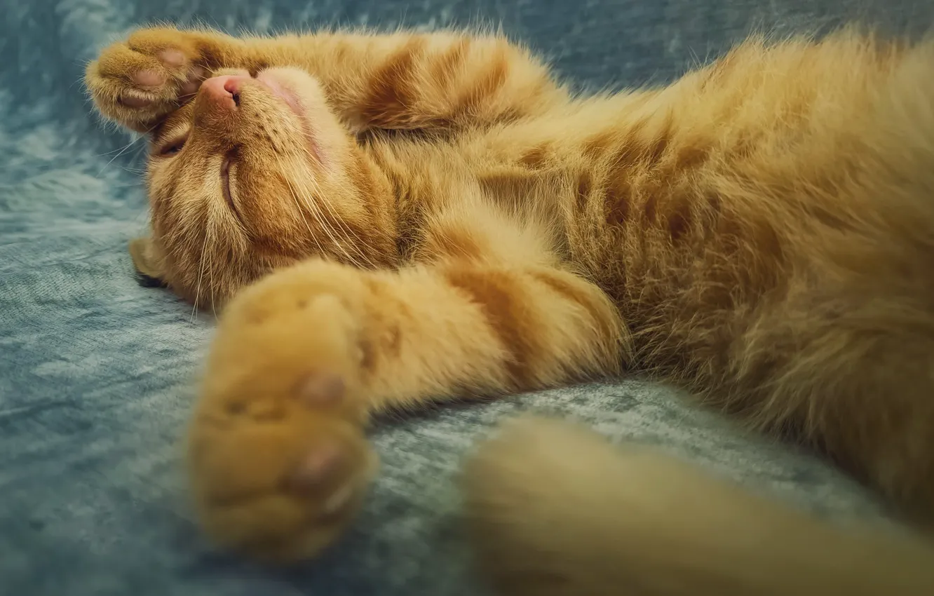 Photo wallpaper cat, legs, fur