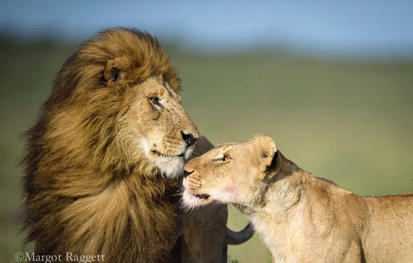 Photo wallpaper love, animal, Africa, Lions, big cats, liones, India.