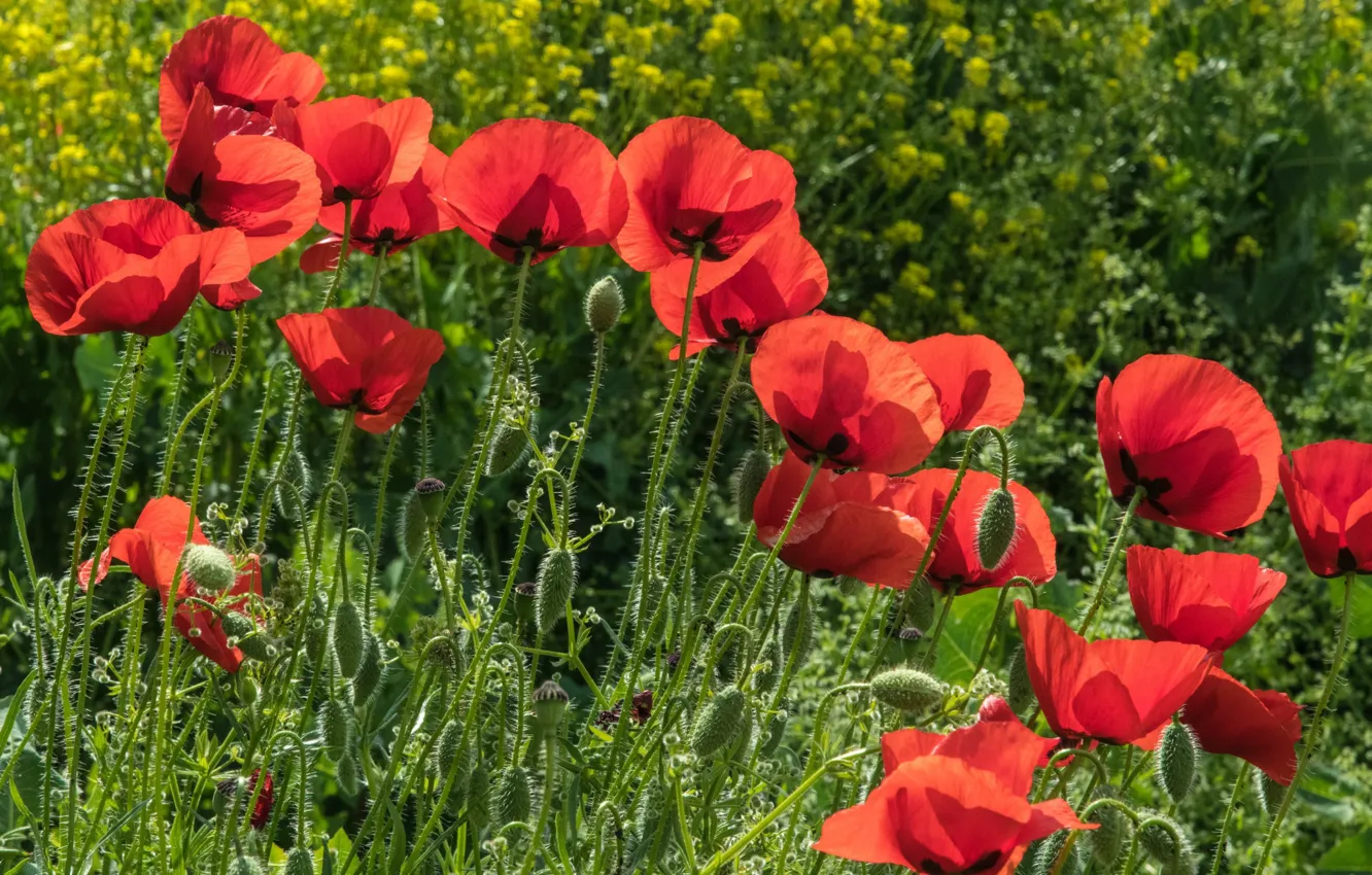 Photo wallpaper field, summer, flowers, red, Mac, Maki, meadow, rape