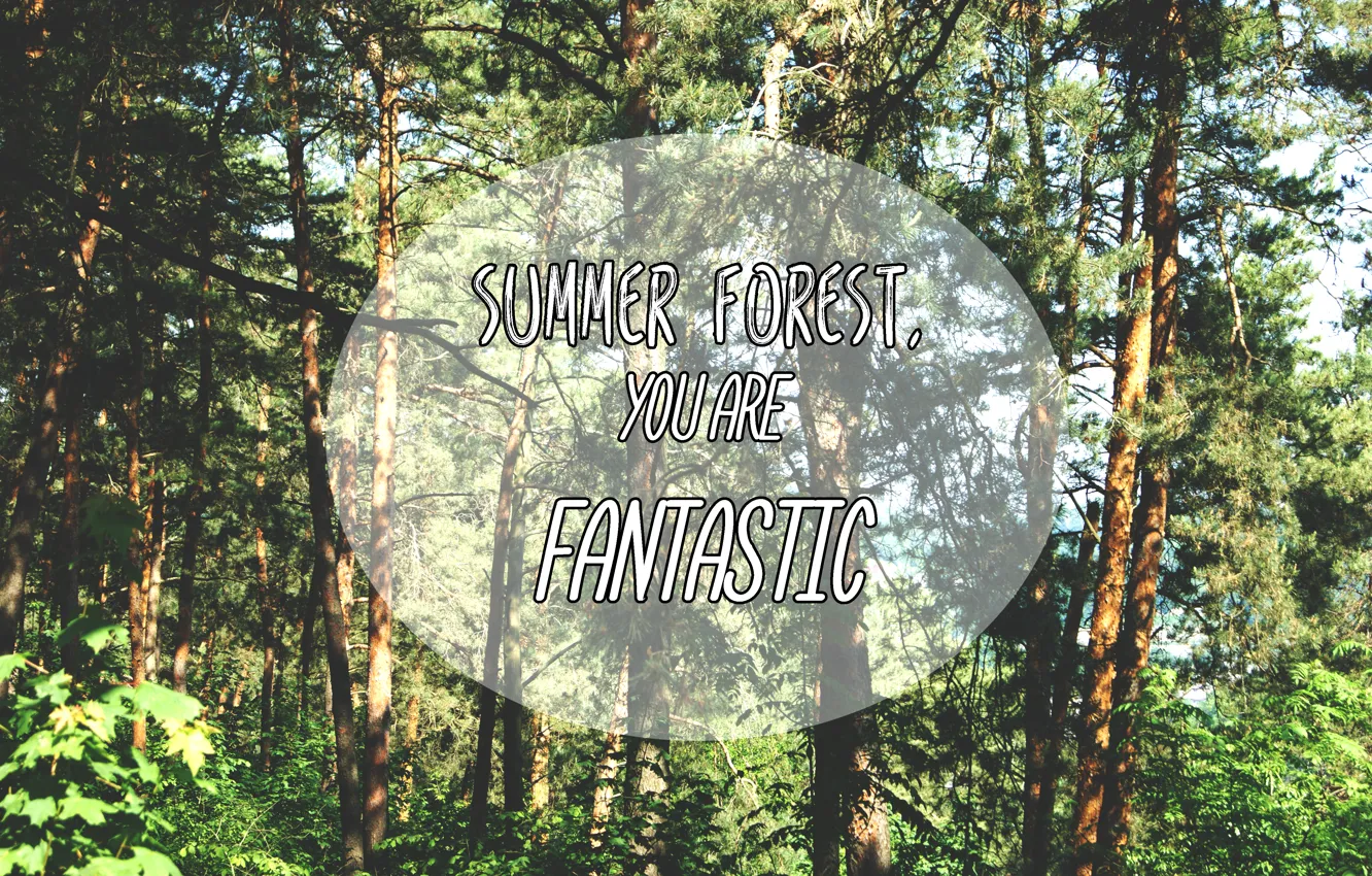 Photo wallpaper forest, summer, trees, summer, forest, trees, nature, fantastic