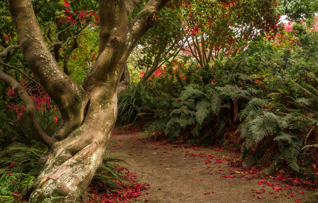 Photo wallpaper trees, garden, New Zealand, path, the bushes, Otago, Dunedin Botanic Gardens