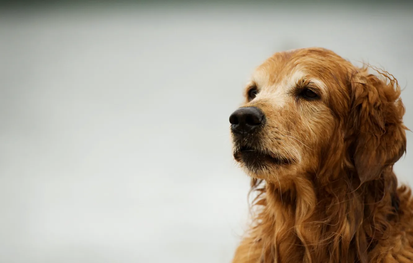 Photo wallpaper background, dog, Retriever