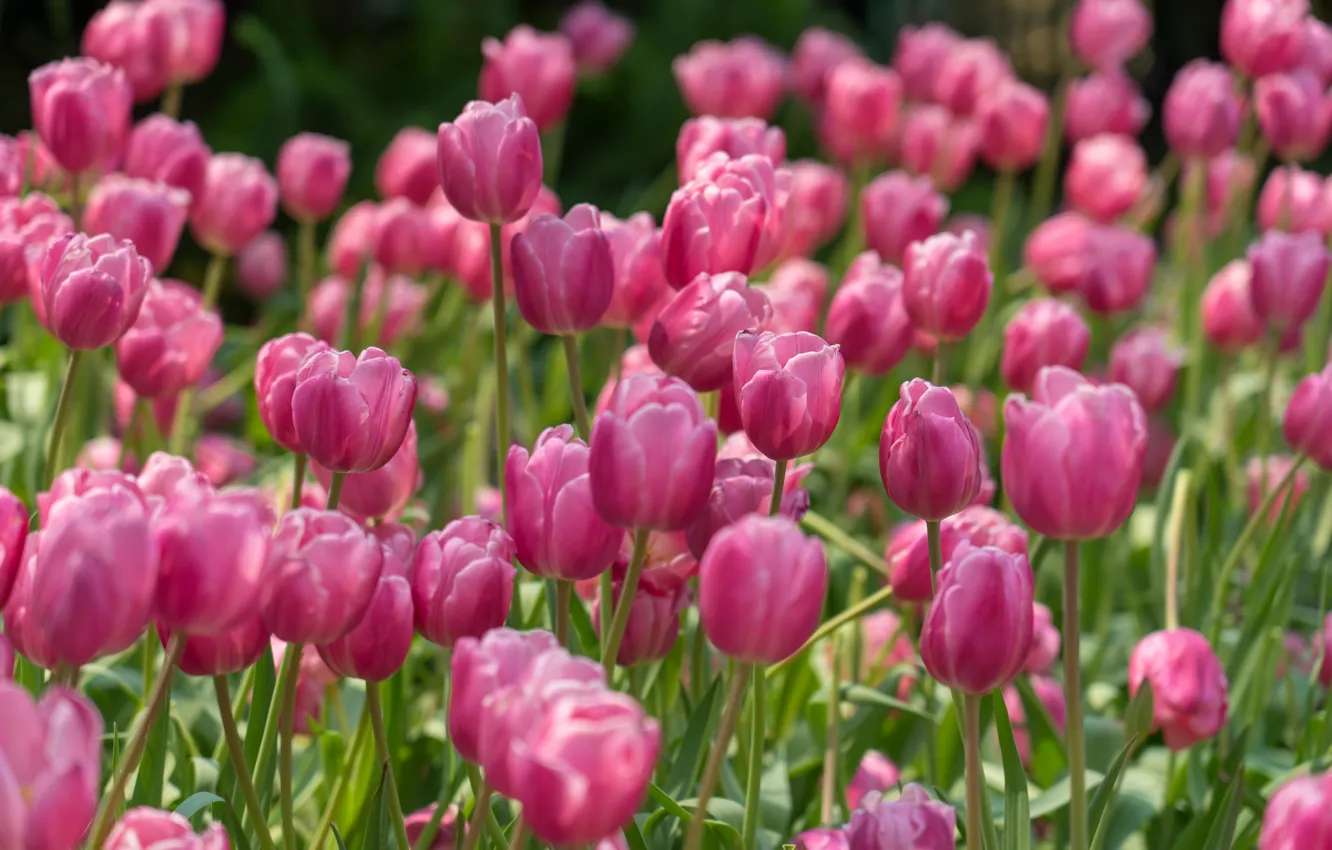 Photo wallpaper tulips, pink, buds, a lot