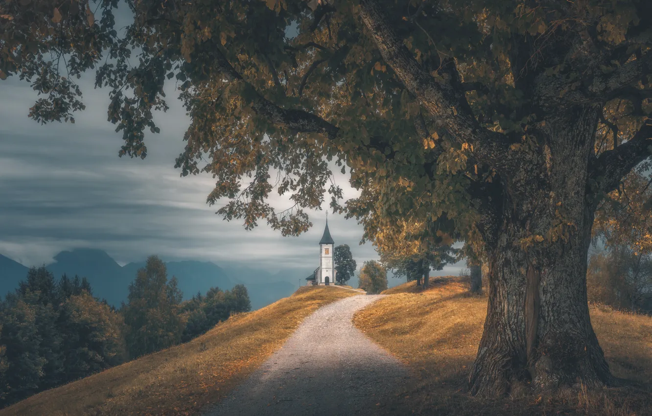Photo wallpaper road, trees, Church