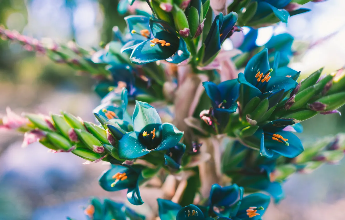Photo wallpaper flowers, blue, petals