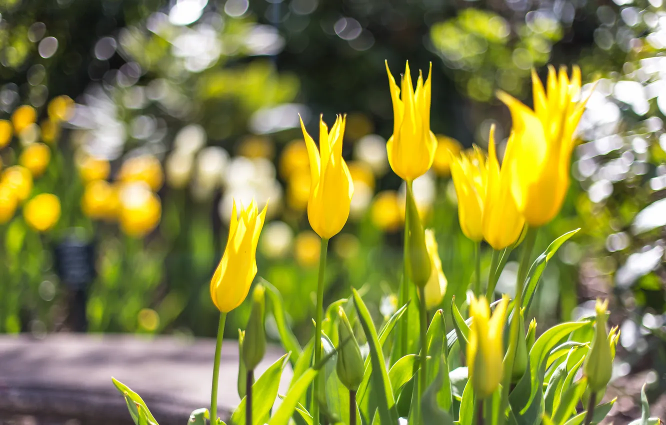 Photo wallpaper light, flowers, yellow, Park, spring, tulips, buds, flowerbed