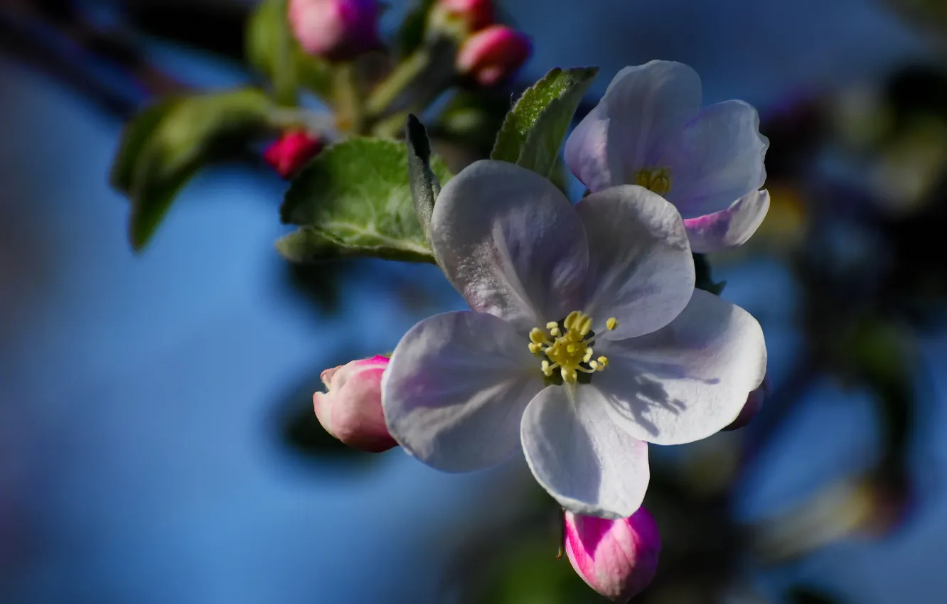 Photo wallpaper macro, flowers, spring