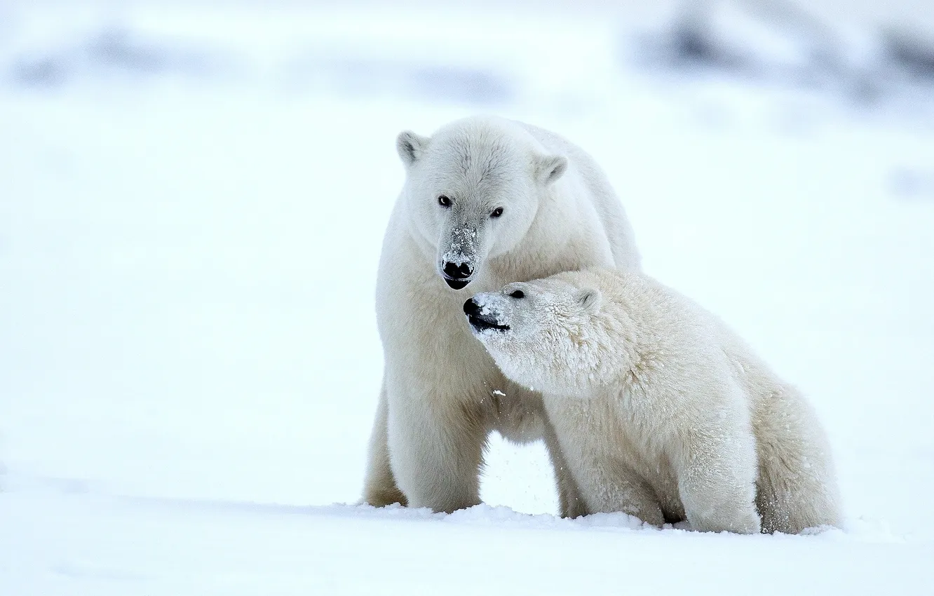 Photo wallpaper winter, snow, bears, Alaska, bear, cub, polar bears, bear
