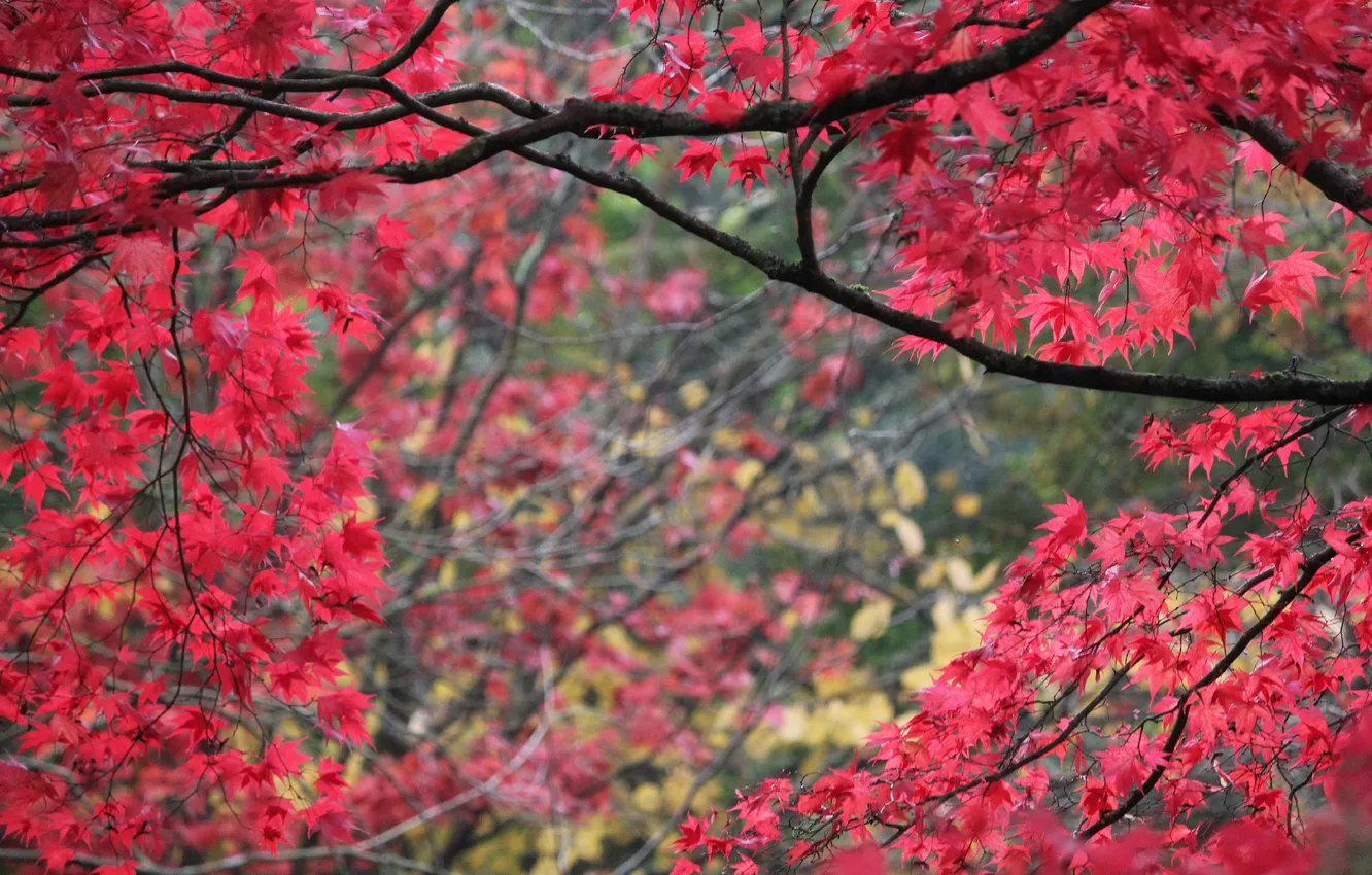 Photo wallpaper autumn, leaves, trees, branches, the crimson