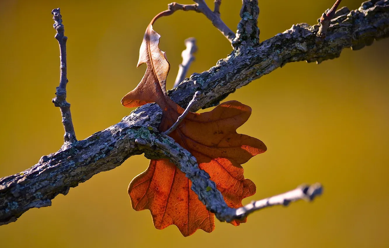 Photo wallpaper autumn, leaves, macro