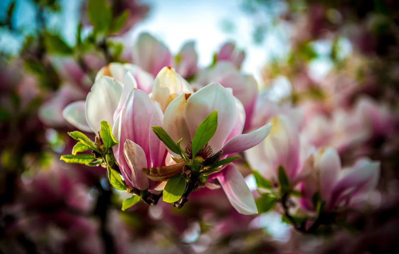 Photo wallpaper trees, flowers, spring, Magnolia