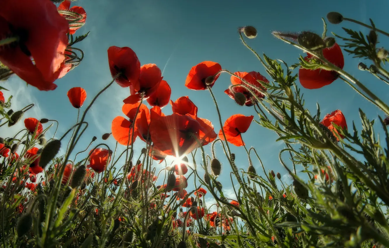 Photo wallpaper summer, nature, Maki