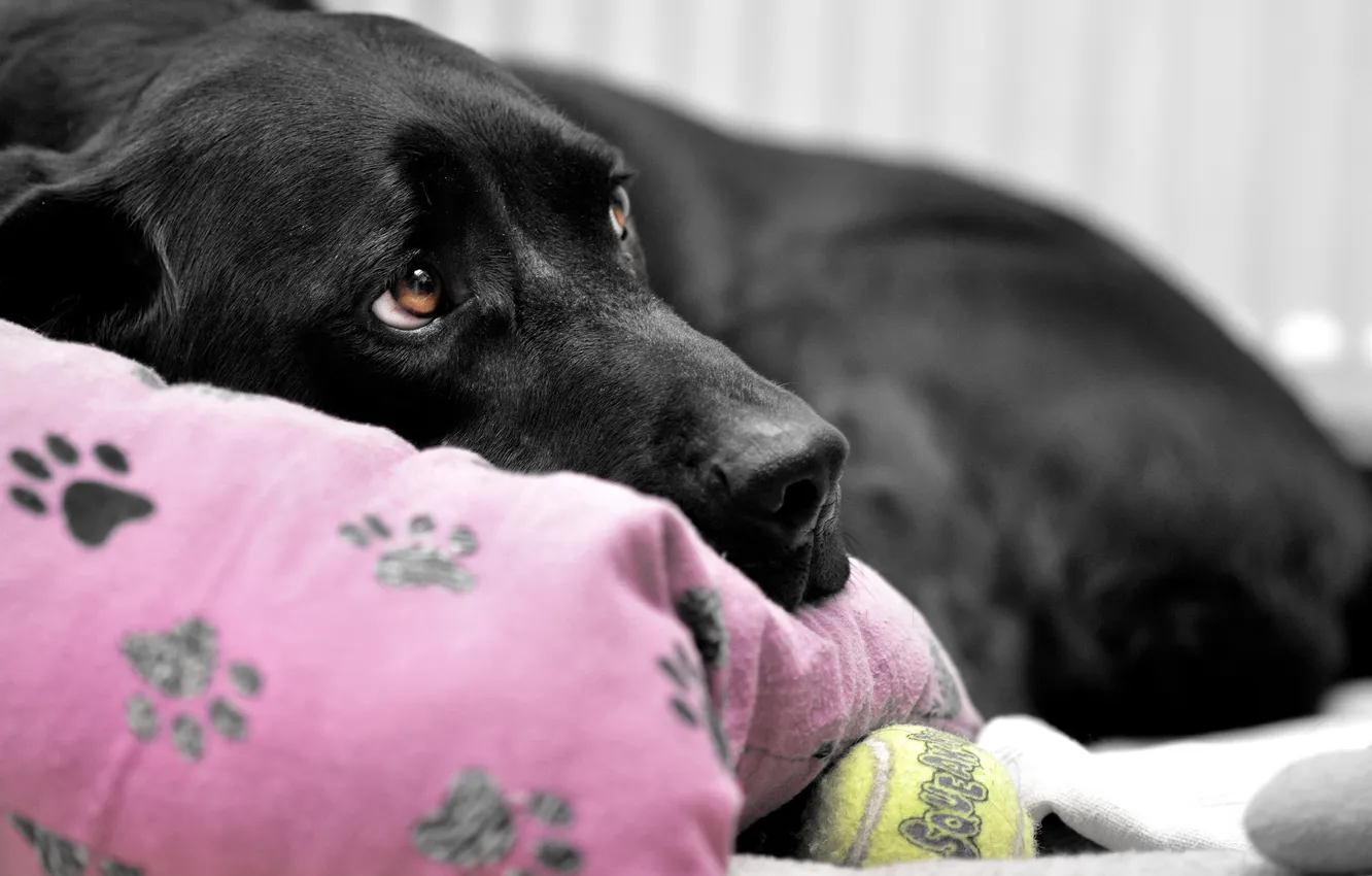 Photo wallpaper look, each, dog