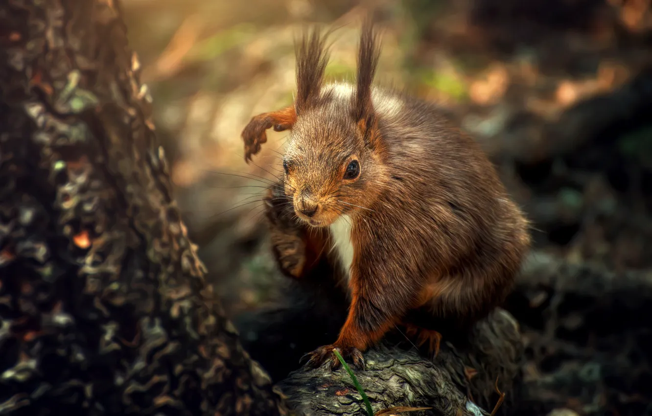 Photo wallpaper protein, pussy, rodent