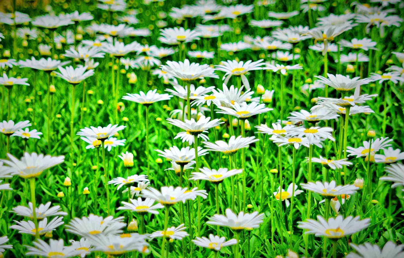 Photo wallpaper greens, flowers, nature, background, widescreen, Wallpaper, chamomile, Daisy