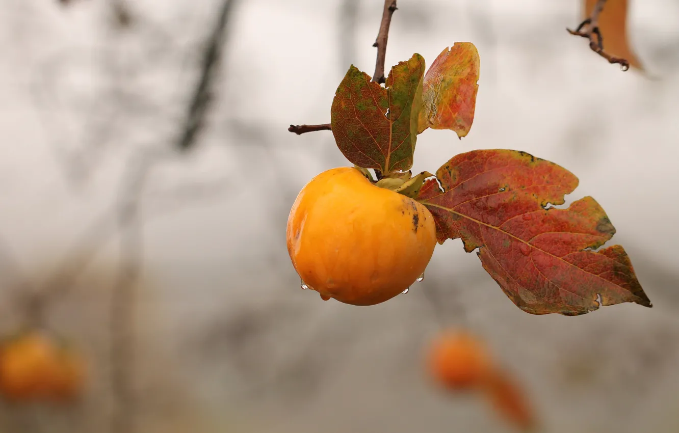 Photo wallpaper autumn, branches, apples