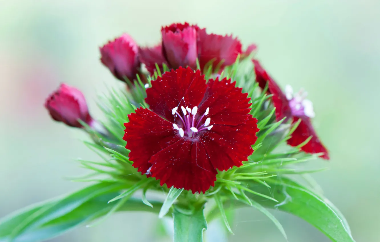 Photo wallpaper flowers, nature, petals, Chinese carnation